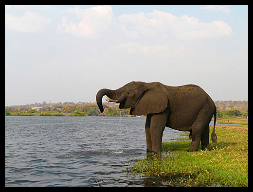 éléphant